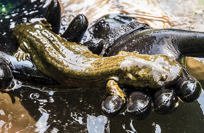 Hellbender in gloved hands